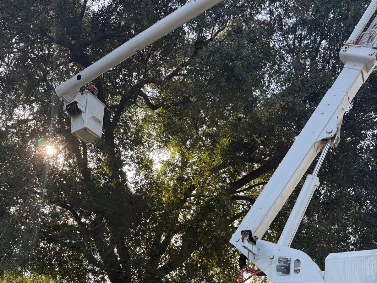 El Costeño Tree Service LLC